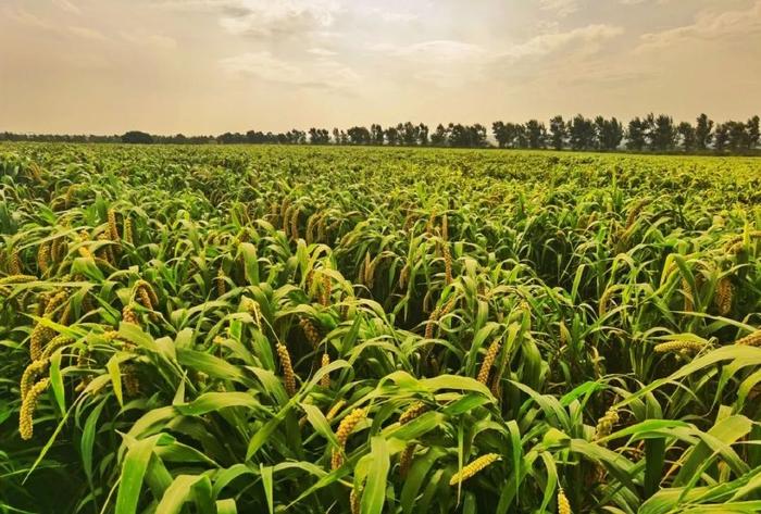 稻花香里說(shuō)豐年丨伊川小米博物館：追本“粟”源繪豐景